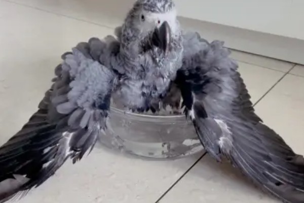 鹦鹉身上痒总是啄毛怎么办，要进行体外驱虫