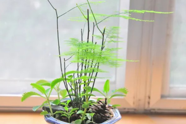 文竹的养殖方法，需根据土壤的干湿程度来浇水