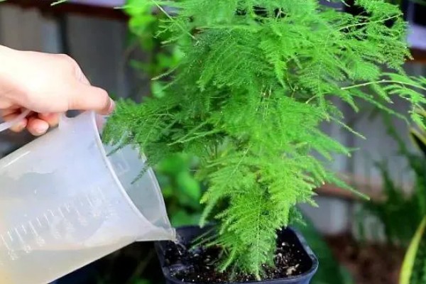 文竹的养殖方法，需根据土壤的干湿程度来浇水