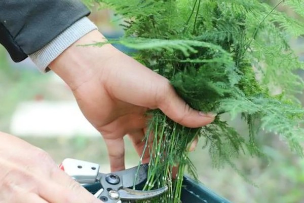 文竹的养殖方法，需根据土壤的干湿程度来浇水