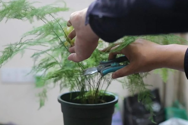 文竹的养殖方法，需根据土壤的干湿程度来浇水