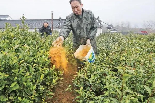 怎么形成生态有机茶叶的品质，不能使用人工合成的化肥