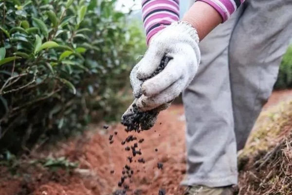 怎么形成生态有机茶叶的品质，不能使用人工合成的化肥