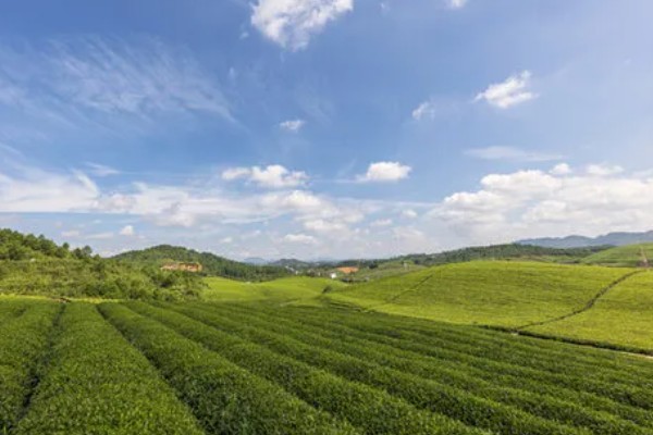 怎么形成生态有机茶叶的品质，不能使用人工合成的化肥