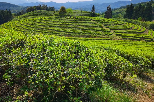 怎么形成生态有机茶叶的品质，不能使用人工合成的化肥
