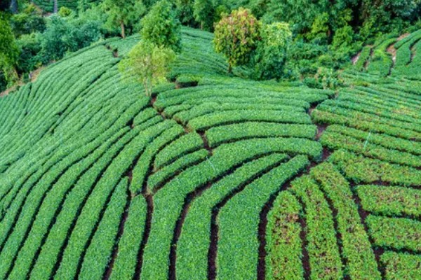 怎么形成生态有机茶叶的品质，不能使用人工合成的化肥