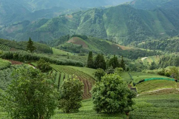 怎么形成生态有机茶叶的品质，不能使用人工合成的化肥
