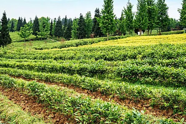 怎么形成生态有机茶叶的品质，不能使用人工合成的化肥