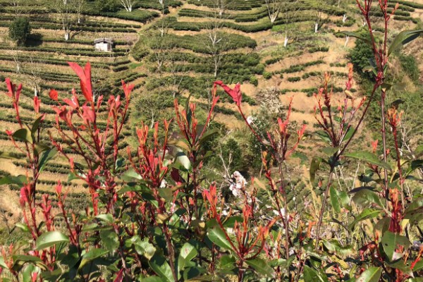 怎么形成生态有机茶叶的品质，不能使用人工合成的化肥