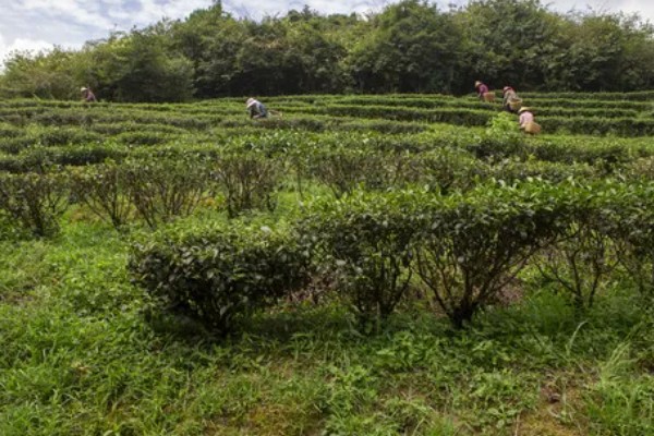 怎么形成生态有机茶叶的品质，不能使用人工合成的化肥