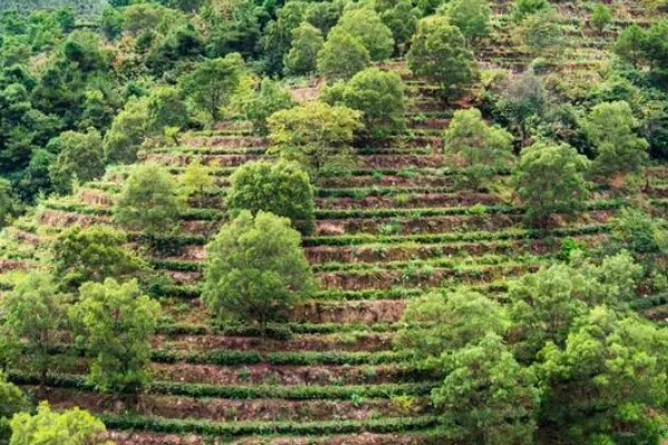 怎么形成生态有机茶叶的品质，不能使用人工合成的化肥