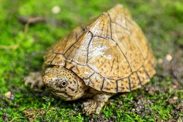 剃刀龟的冬眠注意事项，不能在深水中冬眠