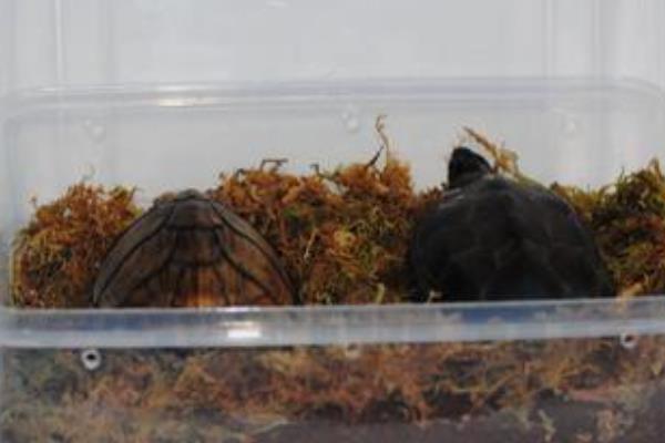 剃刀龟的冬眠注意事项，不能在深水中冬眠