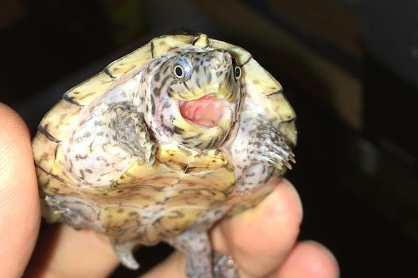 剃刀龟的冬眠注意事项，不能在深水中冬眠