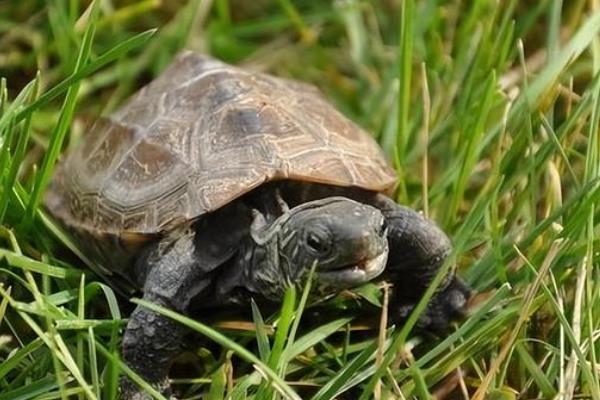 剃刀龟的冬眠注意事项，不能在深水中冬眠