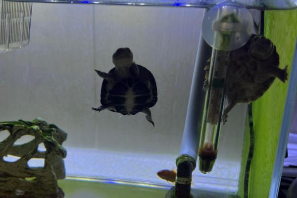 剃刀龟的冬眠注意事项，不能在深水中冬眠