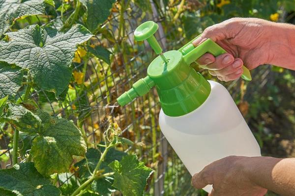 春雷霉素的防治对象，对黄瓜锈病、西瓜枯萎病等病害具有防效