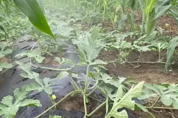 春雷霉素的防治对象，对黄瓜锈病、西瓜枯萎病等病害具有防效