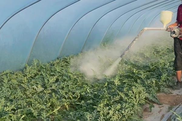 春雷霉素的防治对象，对黄瓜锈病、西瓜枯萎病等病害具有防效