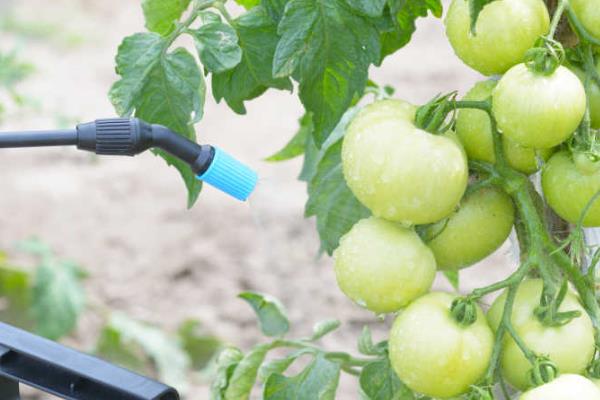 春雷霉素的防治对象，对黄瓜锈病、西瓜枯萎病等病害具有防效