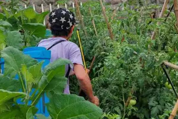 春雷霉素的防治对象，对黄瓜锈病、西瓜枯萎病等病害具有防效