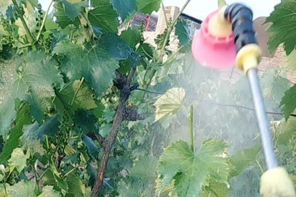 春雷霉素的防治对象，对黄瓜锈病、西瓜枯萎病等病害具有防效