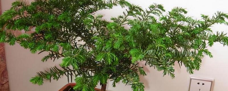 红豆杉盆栽如何养殖，选择陶盆或者瓦盆等种植