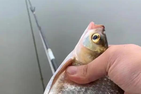 钓鳊鱼用什么钩型好，海夕钩是常用的钩型