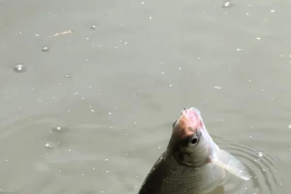 钓鳊鱼用什么钩型好，海夕钩是常用的钩型