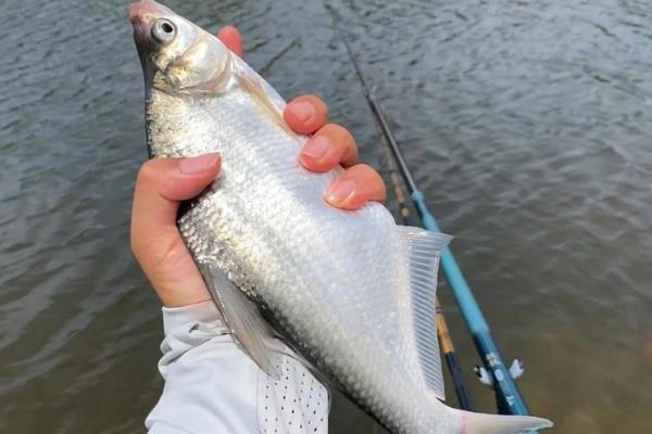 钓鳊鱼用什么钩型好，海夕钩是常用的钩型