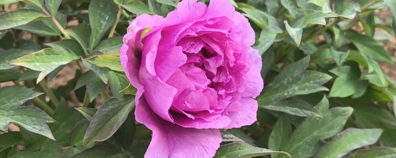 牡丹花的开放时间，一般在4-5月份开放