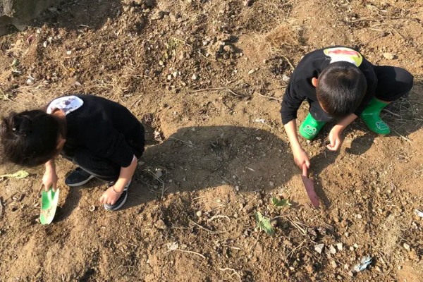 栗子树的管理技术,一年进行二次中耕除草