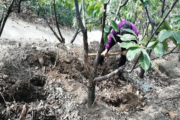栗子树的管理技术,一年进行二次中耕除草