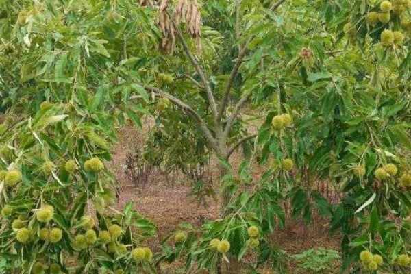 栗子树的管理技术,一年进行二次中耕除草