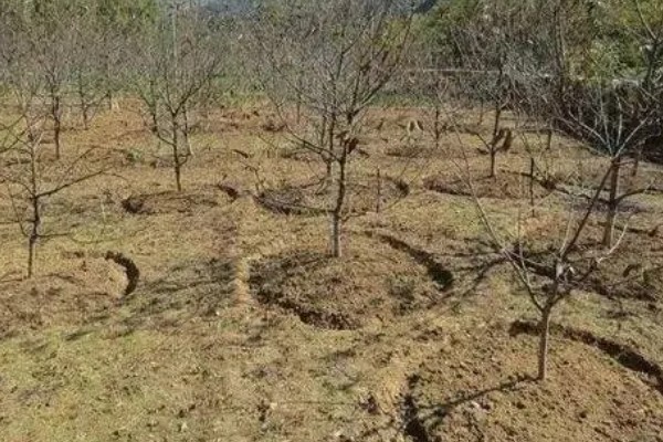 栗子树的管理技术,一年进行二次中耕除草