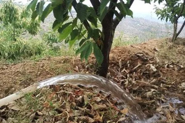 栗子树的管理技术,一年进行二次中耕除草