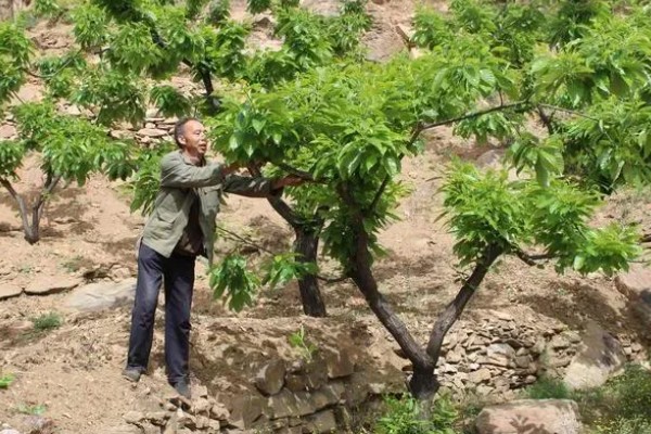 栗子树的管理技术,一年进行二次中耕除草