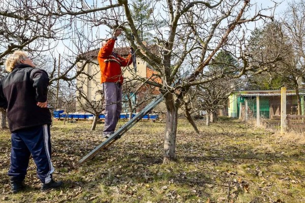 栗子树的管理技术,一年进行二次中耕除草
