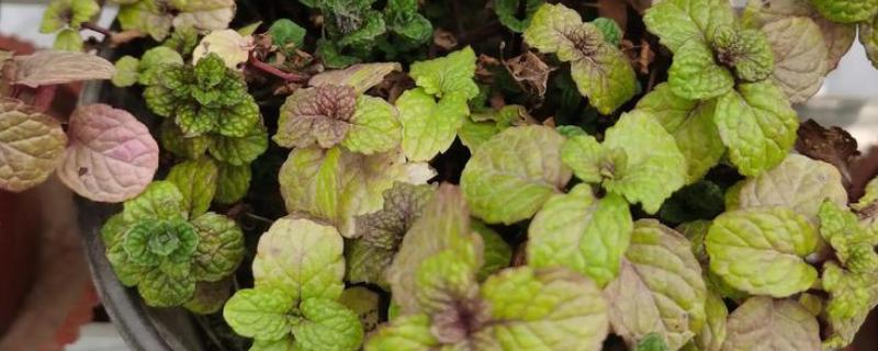 薄荷叶子发黄如何解决，缺少阳光时要放在向阳处