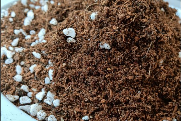 雅乐之舞是否耐寒，气温低于5℃会被冻伤