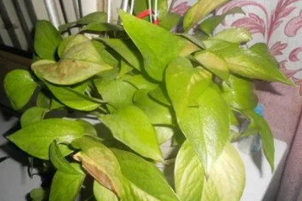 绿萝叶子枯萎原因及解决办法，可能是温度不适所致