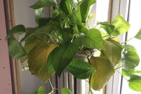绿萝叶子枯萎原因及解决办法，可能是温度不适所致