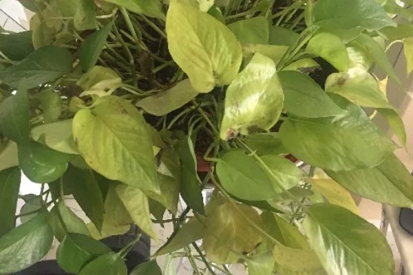 绿萝叶子枯萎原因及解决办法，可能是温度不适所致