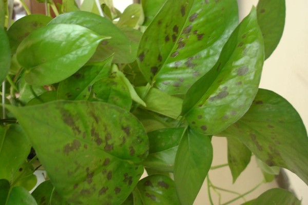 绿萝叶子枯萎原因及解决办法，可能是温度不适所致