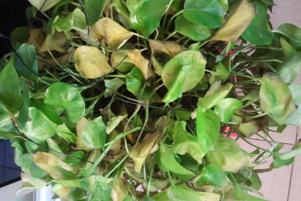 绿萝叶子枯萎原因及解决办法，可能是温度不适所致