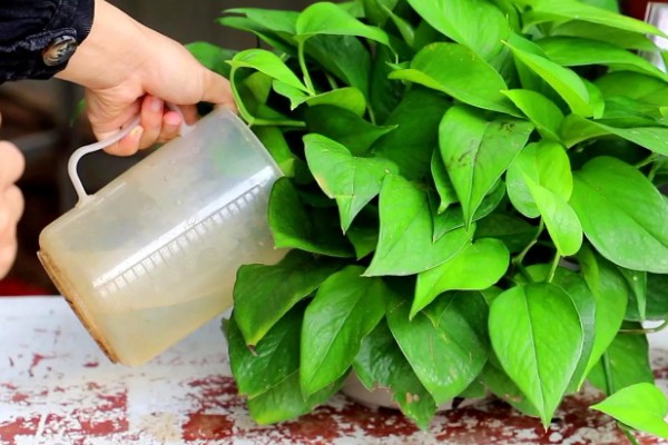 绿萝叶子枯萎原因及解决办法，可能是温度不适所致