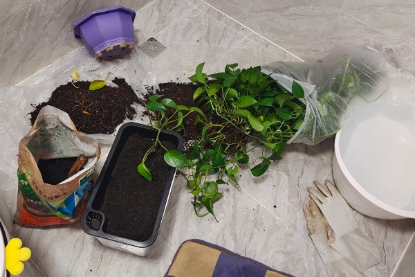 绿萝叶子枯萎原因及解决办法，可能是温度不适所致