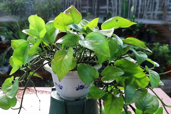 绿萝叶子枯萎原因及解决办法，可能是温度不适所致