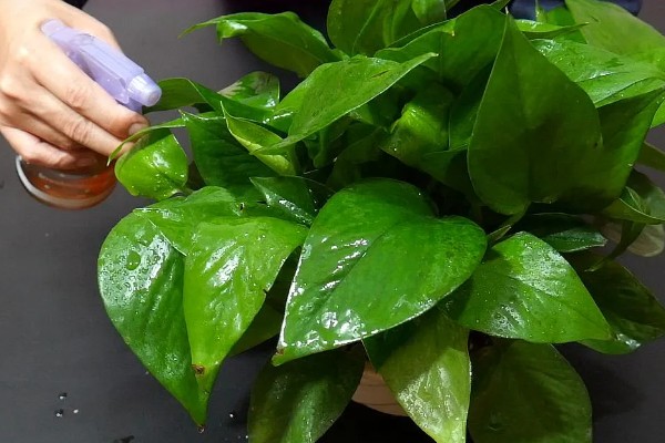 绿萝叶子枯萎原因及解决办法，可能是温度不适所致