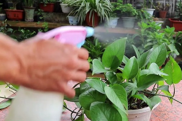 绿萝叶子枯萎原因及解决办法，可能是温度不适所致